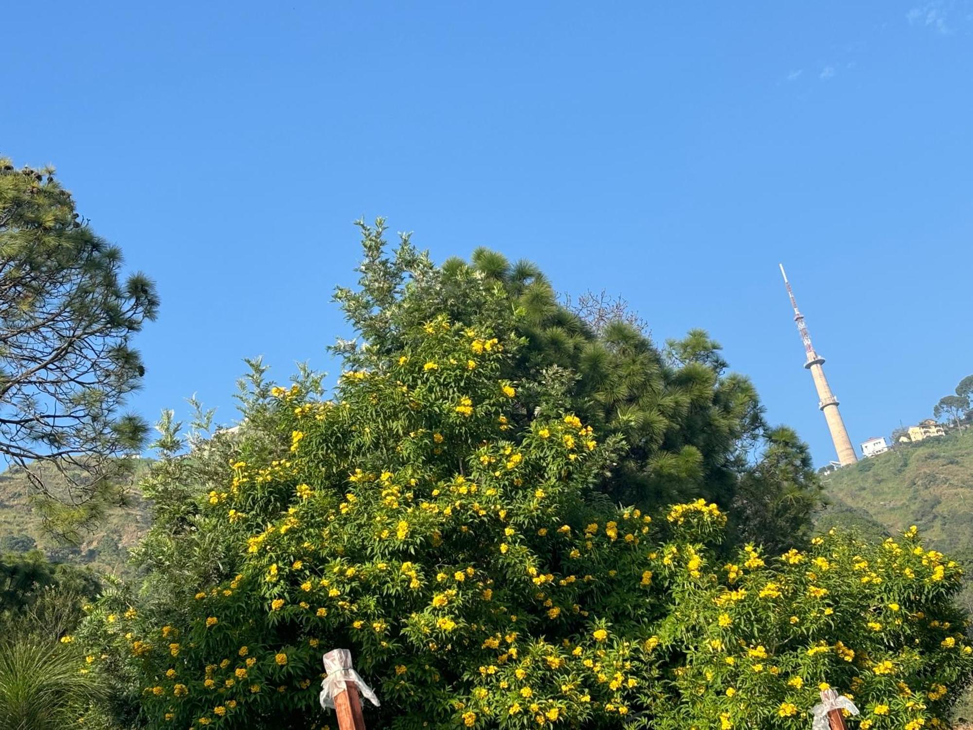 Panormic View By The North Edge Apartment Kasauli Ngoại thất bức ảnh